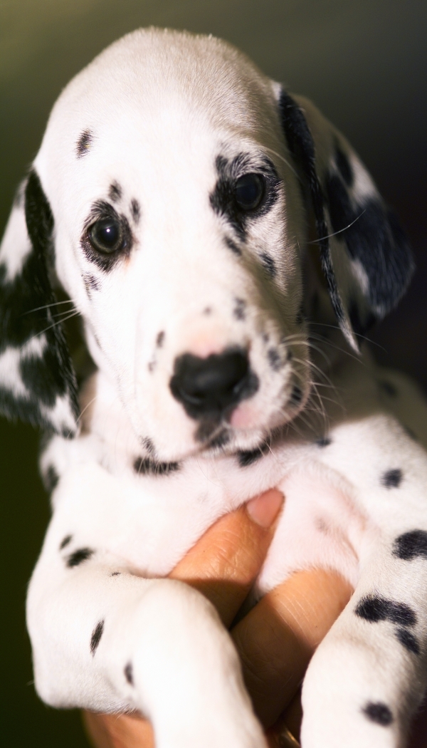 Dalmatian puppy being held